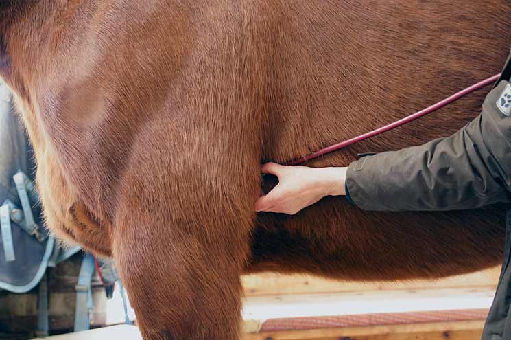 Herzschlag überprüfen: Seitlich hinter dem Vorderbein legt man das Stethoskop an.